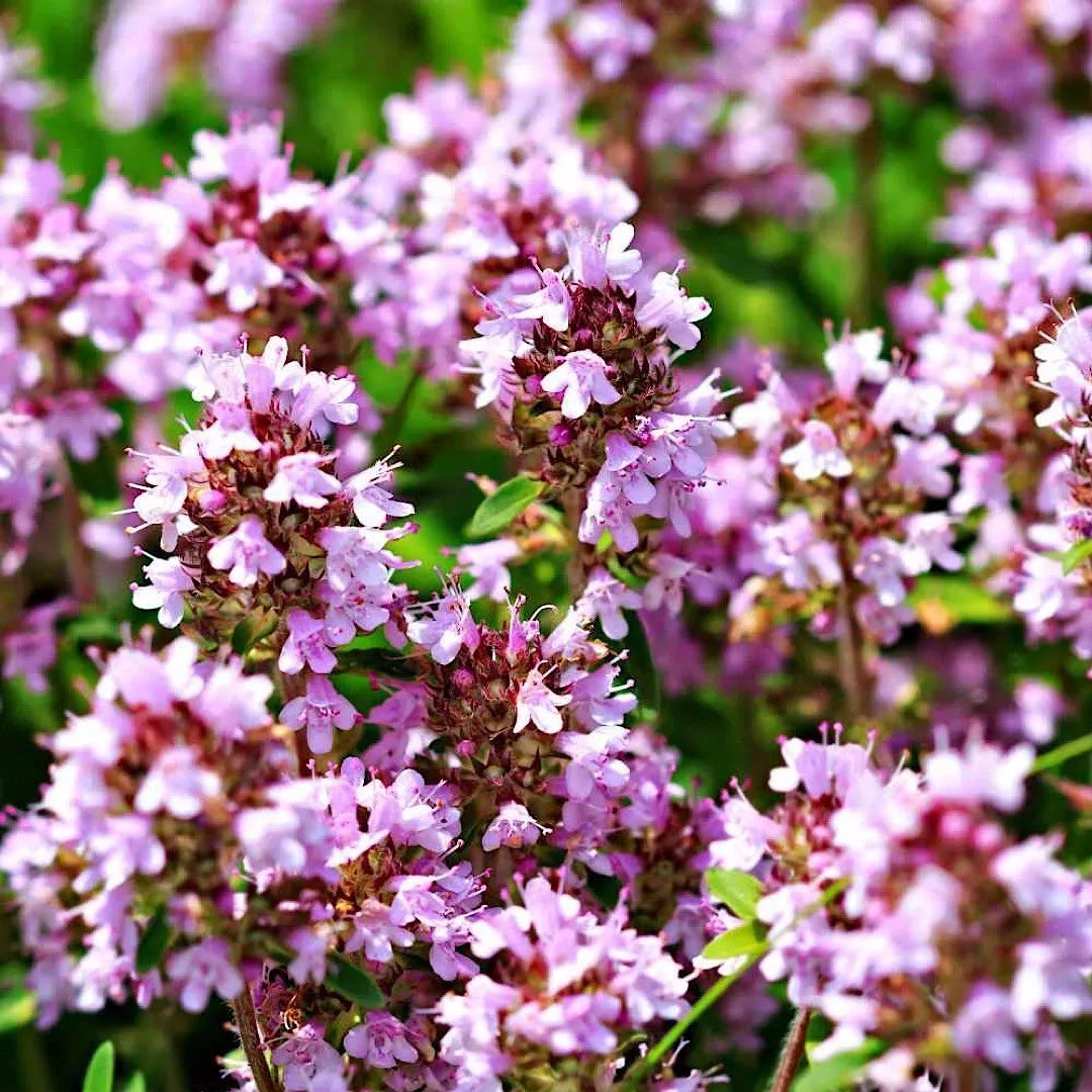 Wild Thyme Seeds 2000 - Creeping & Lemon Thyme Herb Garden Starter - Thymus Pulegioides Non-GMO Ground Cover