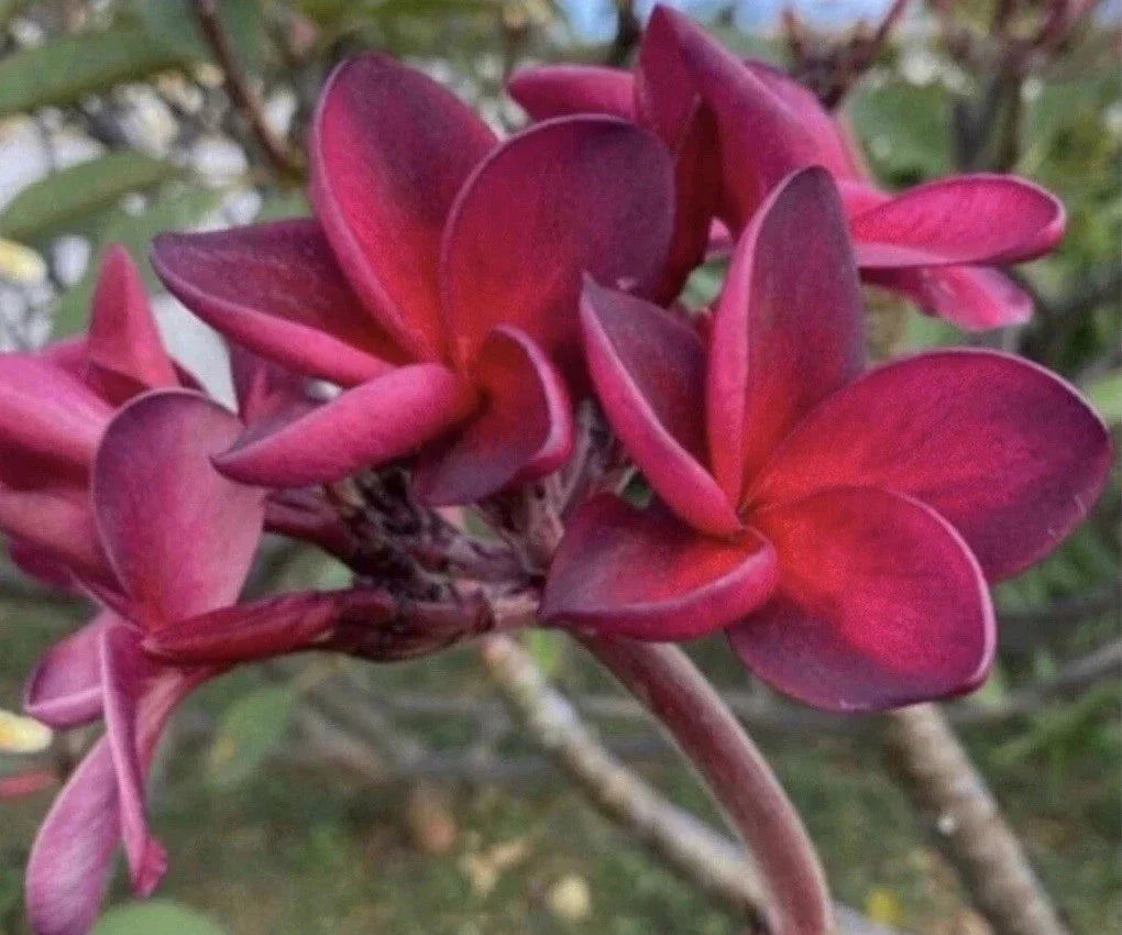 Rooted Plumeria Cutting Wildfire 17" - Frangipani Plant Tropical Flowering Plant, Plumeria spp.