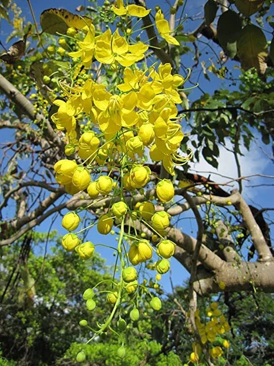 Golden Shower Tree Seeds (30 Seeds) - Cassia fistula Weeping Yellow Bloom