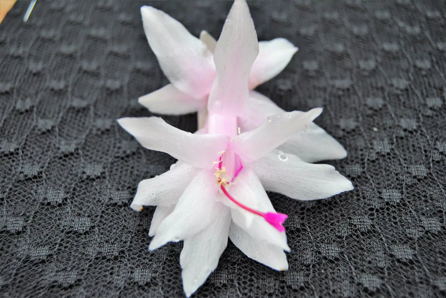 Christmas Cactus Starter Plant - Island Pearl - Schlumbergera Truncata - Well Rooted, Healthy Plant for Home Decor or Gifting