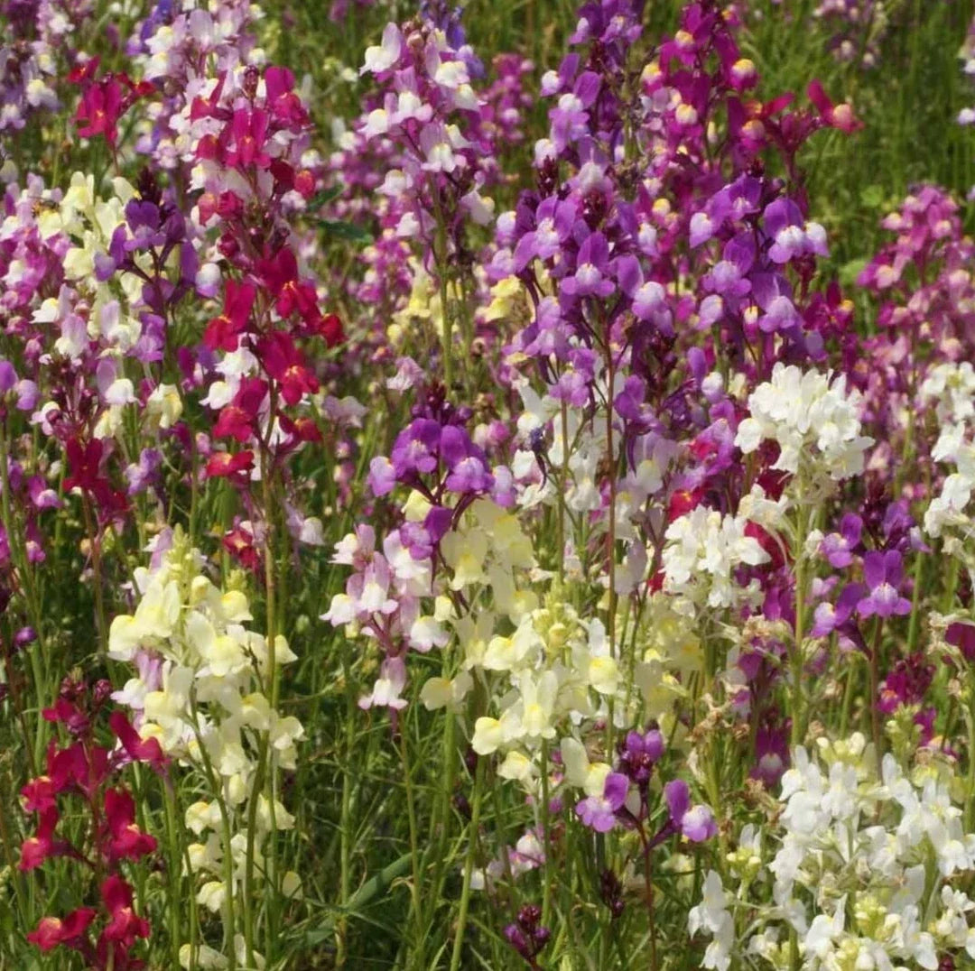 Snapdragon Flower Seeds 5000+ "Northern Lights" Mixed Colors Antirrhinum majus, Easy to Grow, Pollinator Friendly, Garden & Container