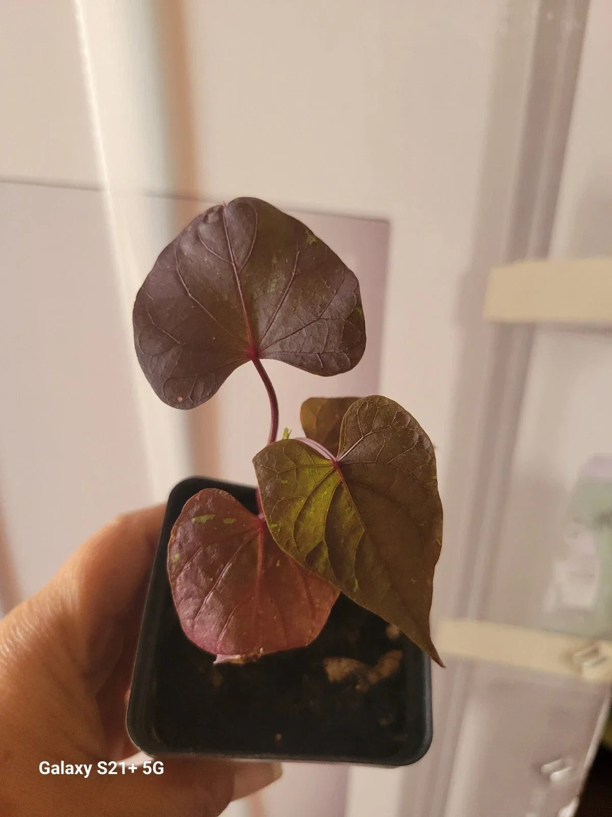 Potted Blackie Sweet Potato Vine Plant – Fully Rooted Ipomoea batatas, Trailing Foliage, Container Garden
