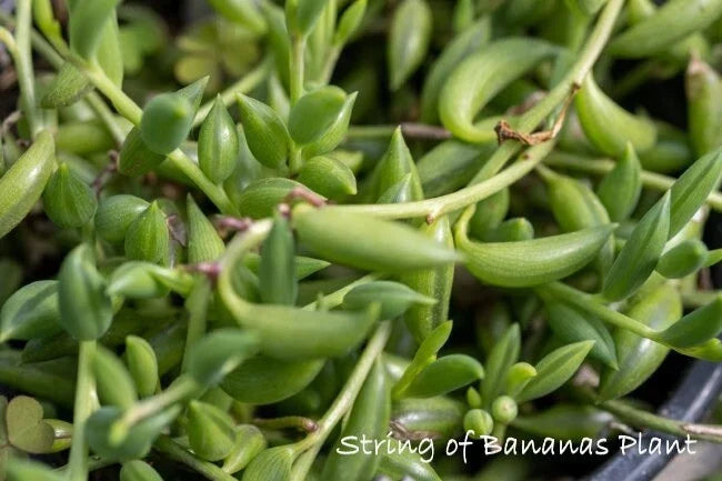 String of Bananas Cuttings 4-6 Inches Succulent Senecio radicans for Propagation & Decor