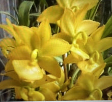 Orchid Plants Small Bulb Bare Root Cyc TAiyhoung No 1 - Exotic Flowering Orchid for Home Garden