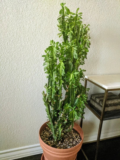 Euphorbia trigona Cuttings - Green or Red - African Milk Tree Succulent for Indoor Plant Decor - Rooted Cactus Plant