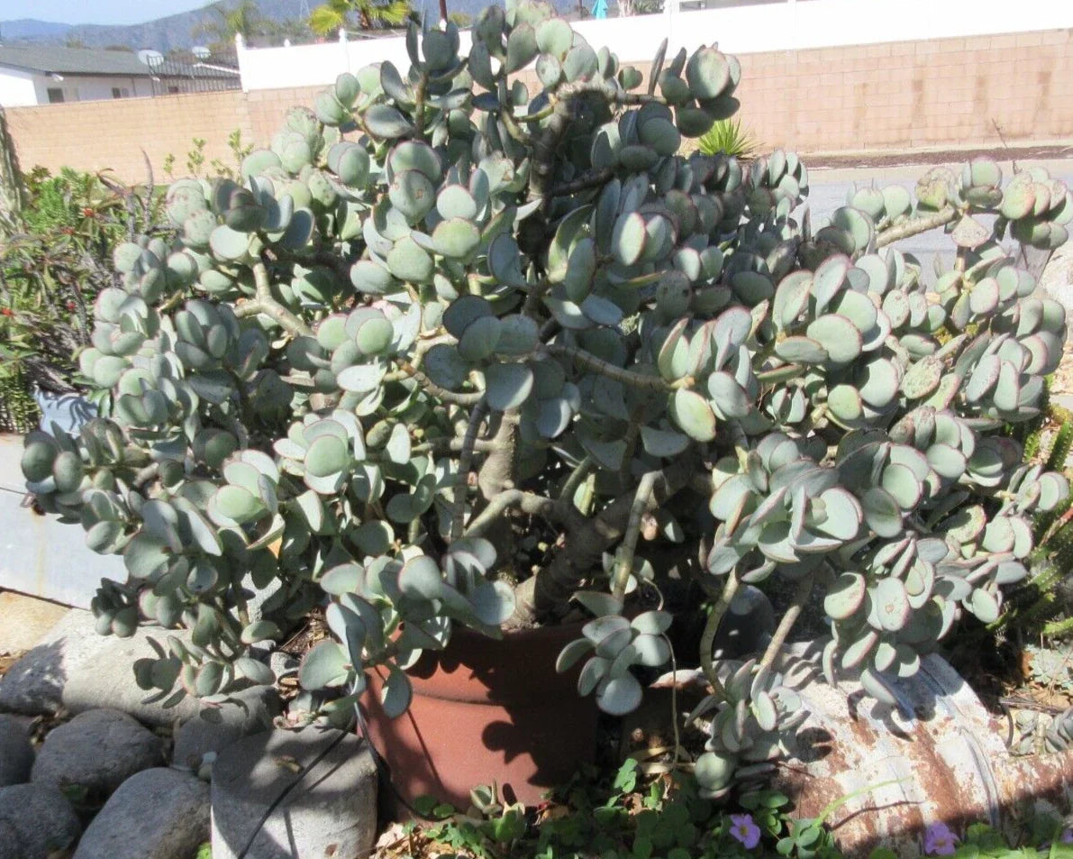 Crassula arborescens Silver Dollar Jade Succulent Cuttings - 10 Pack, Easy Care Indoor Plant for Home Decor