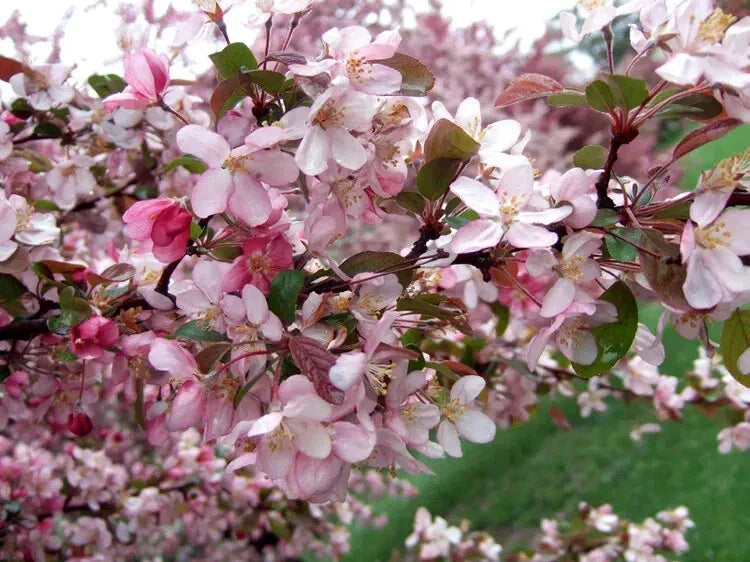 Robinson Crabapple Seeds - 25+ Pack - Malus 'Robinson' - Ornamental Garden Trees USA
