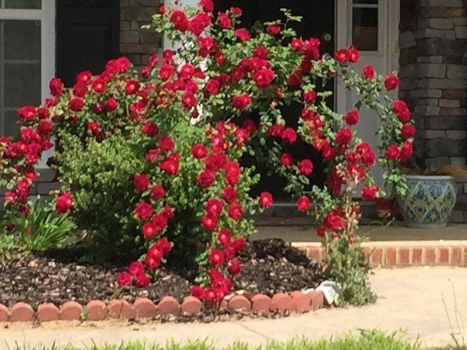 Dr. Huey Rose Plant Cuttings – Live Climbing Shrub with Red Flowers – Rosa 'Dr. Huey' – 8 Healthy Gardening Cuttings