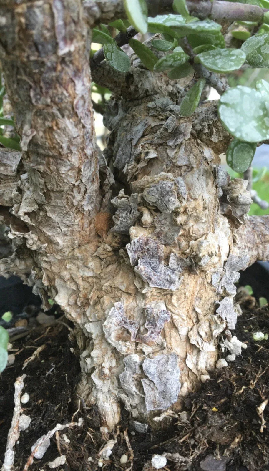 Cork Bark Portulacaria Succulent Cuttings - 6 pcs, Dwarf Jade Bonsai, Indoor Gardening, Portulacaria afra