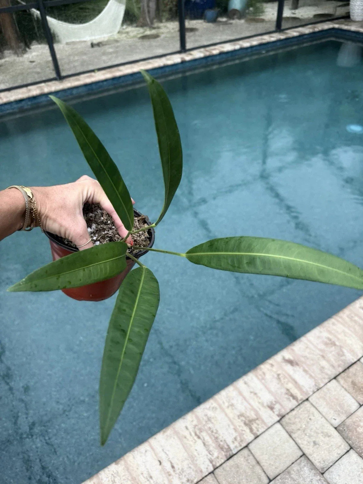 Anthurium Plant - Morona Variety - Live Indoor Houseplant - Glossy Heart-Shaped Leaves - Anthurium andraeanum