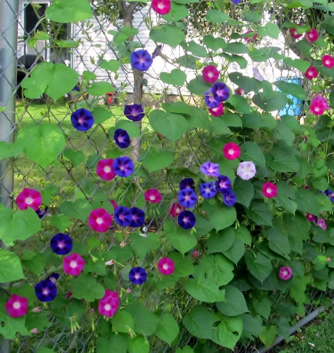 Morning Glory Wildflower Seeds - Tall Mixed Variety, Non-GMO, Climbing, Ipomoea spp. for Gardens & Landscapes