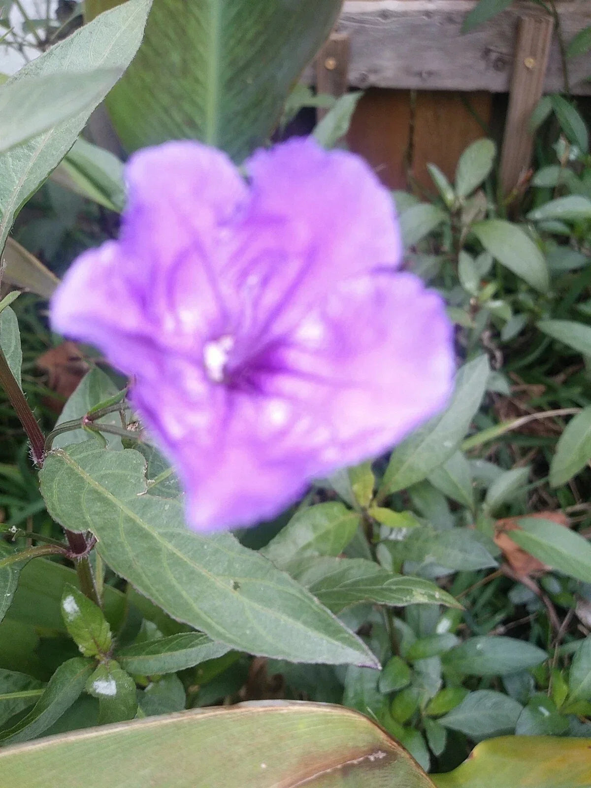 96 Mexican Petunia Bare Roots - Ruellia simplex Live Plants for Garden, Landscaping, or Containers
