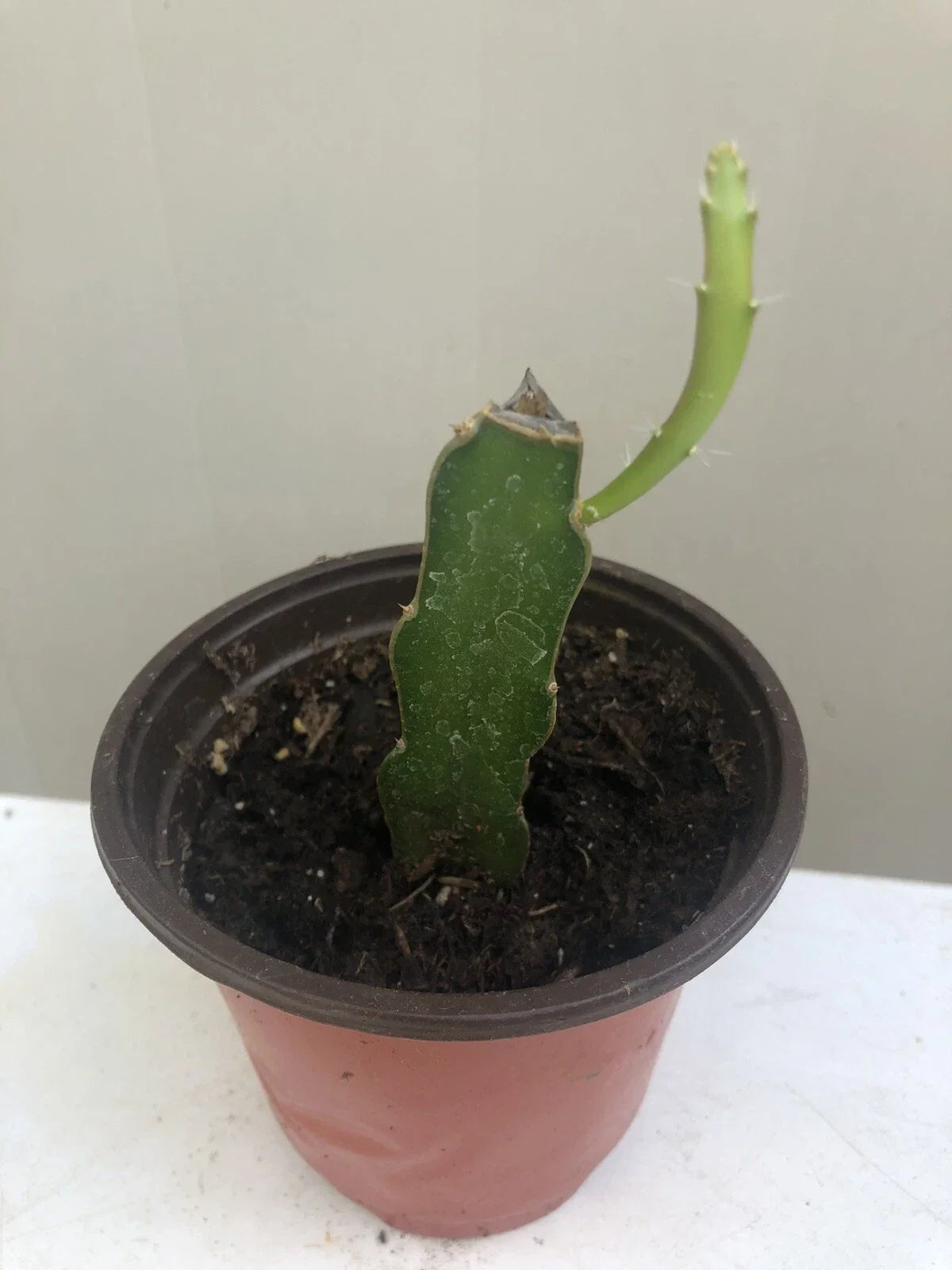 Rooted Red Dragon Fruit Plant in 6" Pot | Hylocereus costaricensis | Dark Pink Skin & Red Flesh