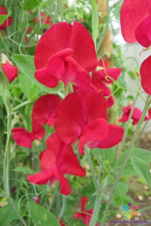 Monarch Sweet Pea Seeds - 50+ Non-GMO Lathyrus odoratus Seeds - USA Grown