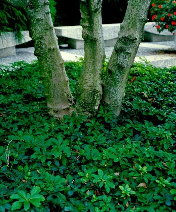 Pachysandra Ground Cover Plants - 10 Rooted Cuttings - Native Winter Hardy Pachysandra procumbens for Shade & Erosion Control