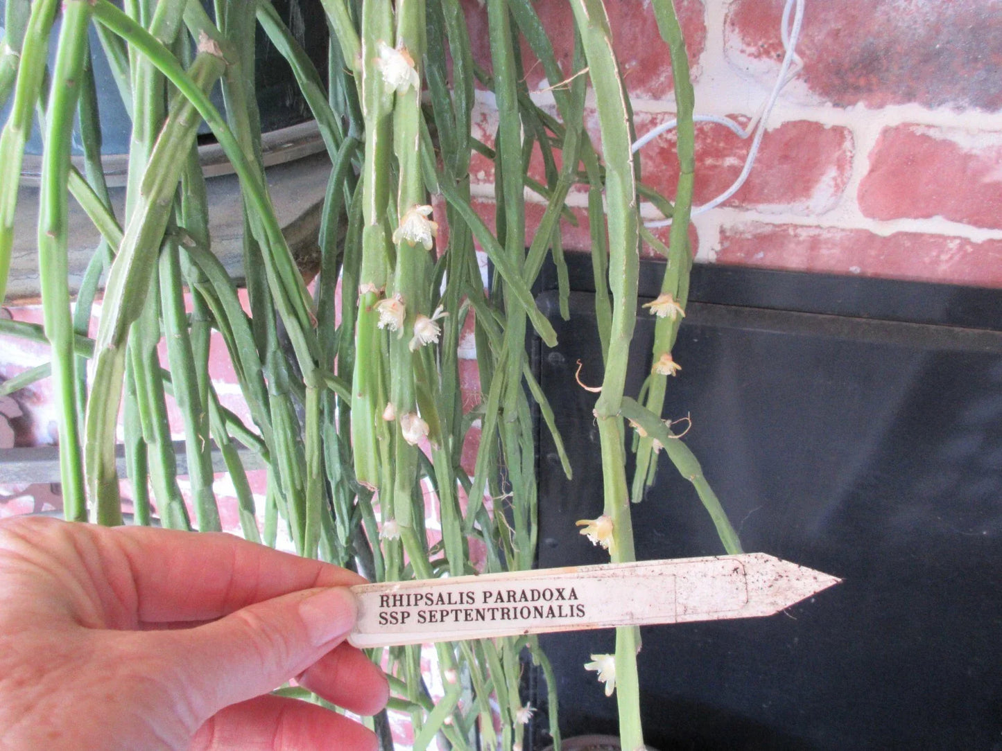 Rhipsalis Paradoxa ssp Septentrionalis Cuttings – 2 Pieces, 8" Succulent Plant, Epiphytic, Trailing, Indoor & Outdoor