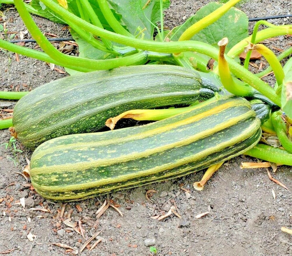 Cocozelle Zucchini Seeds - Organic Heirloom Summer Vegetable Garden - 35+ Seeds