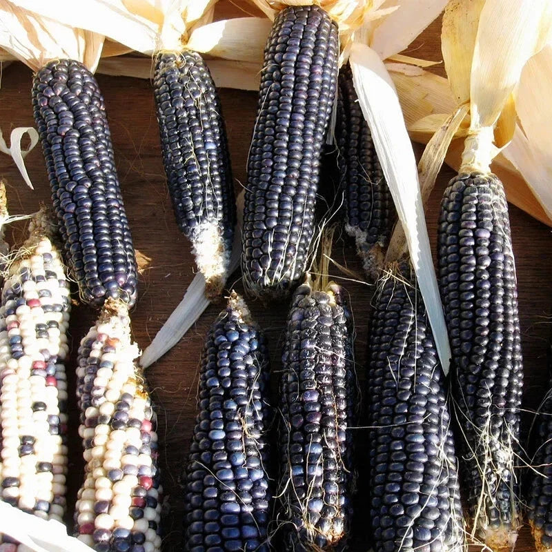 Hopi Blue Corn Seeds - Heirloom Non-GMO Zea mays for Garden & Culinary Use, 30 Pack