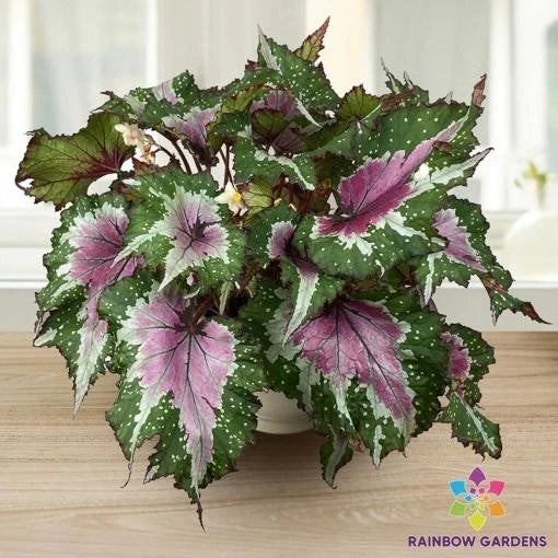 Watermelon Party Begonia Seeds - 25+ Seeds for Garden Planting - Begonia x tuberhybrida - USA