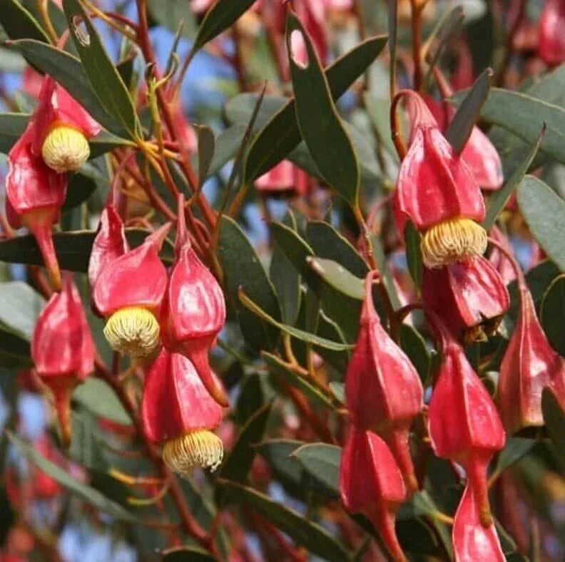 Fuchsia Gum Tree Seeds - 30 Eucalyptus forrestiana Seeds for Planting
