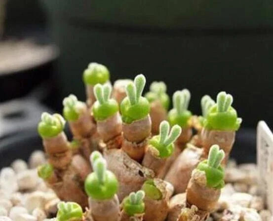 Lithops Seeds - 50 Monilaria obconica - Rare Succulent Living Stones
