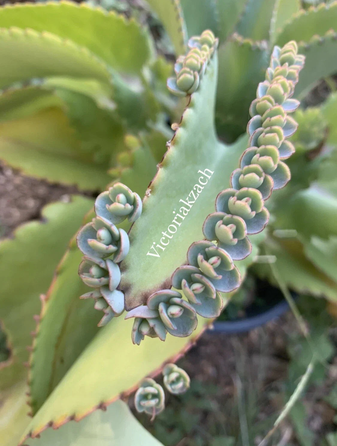Mother of Millions Succulent Cuttings - Kalanchoe daigremontiana, Propagation, Indoor & Outdoor Gardening