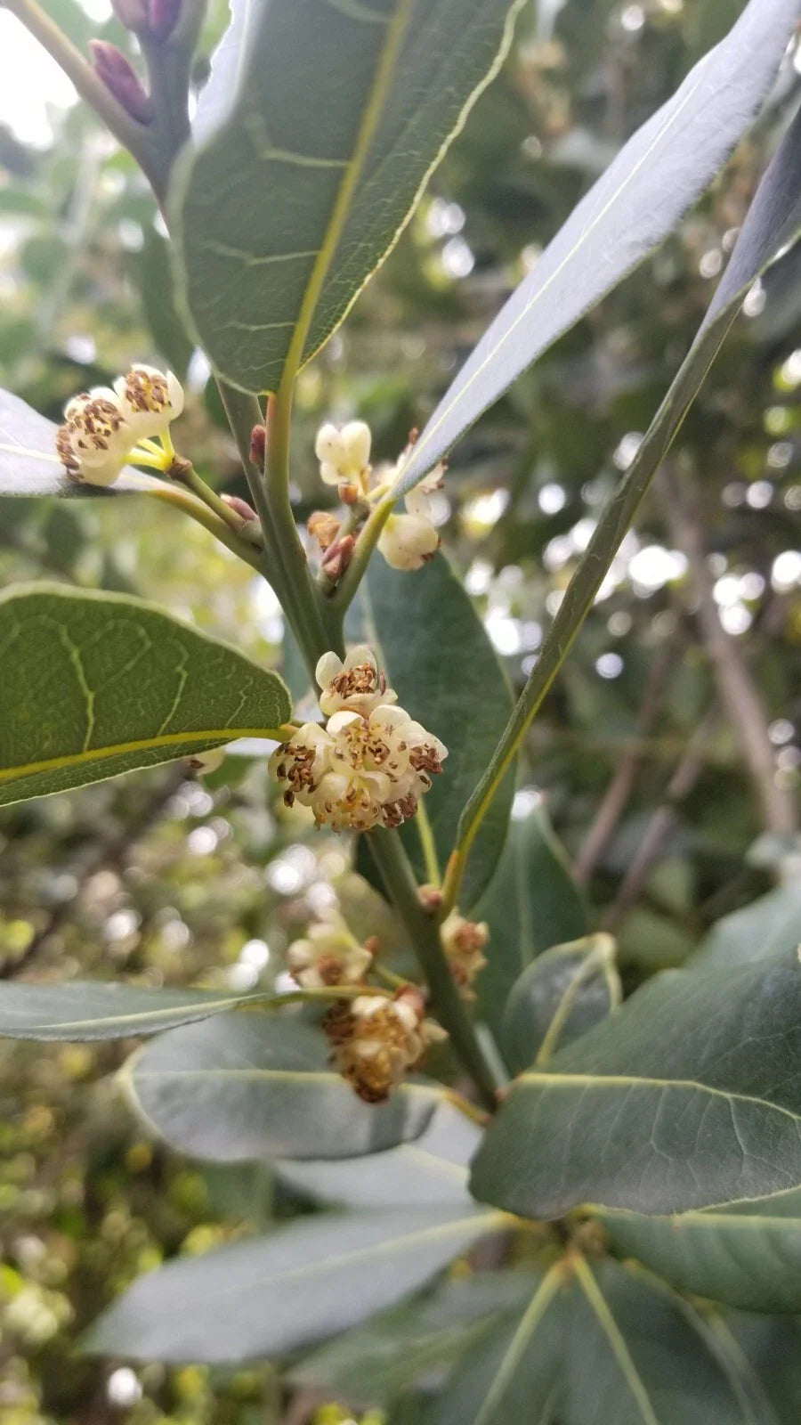 Bay Laurel Tree Cuttings 10 Stems Culinary Propagation Laurus nobilis Free Shipping