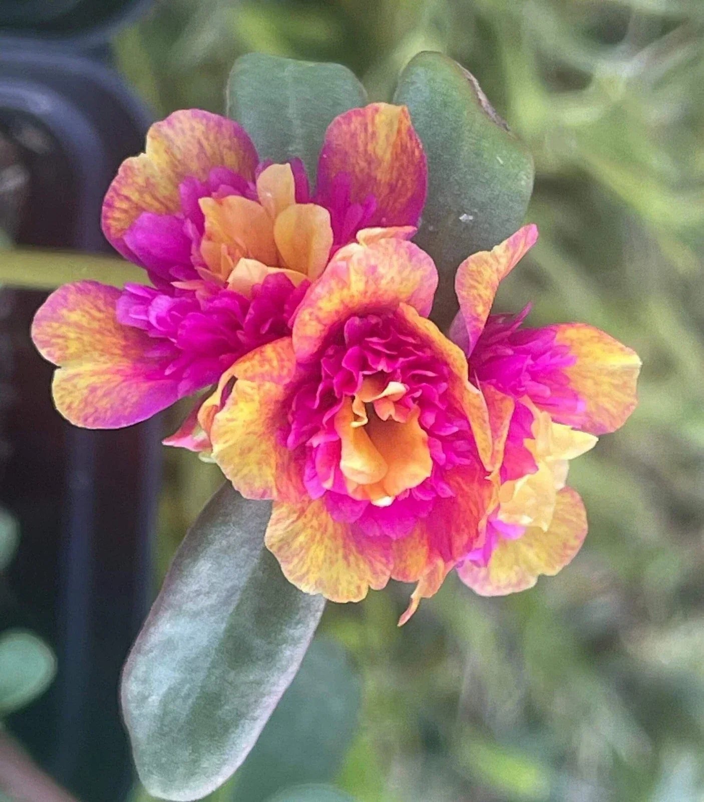 5 Unroot Cuttings Double Dragonfruit - Portulaca Oleracea - US Seller - Tropical Plant Cuttings