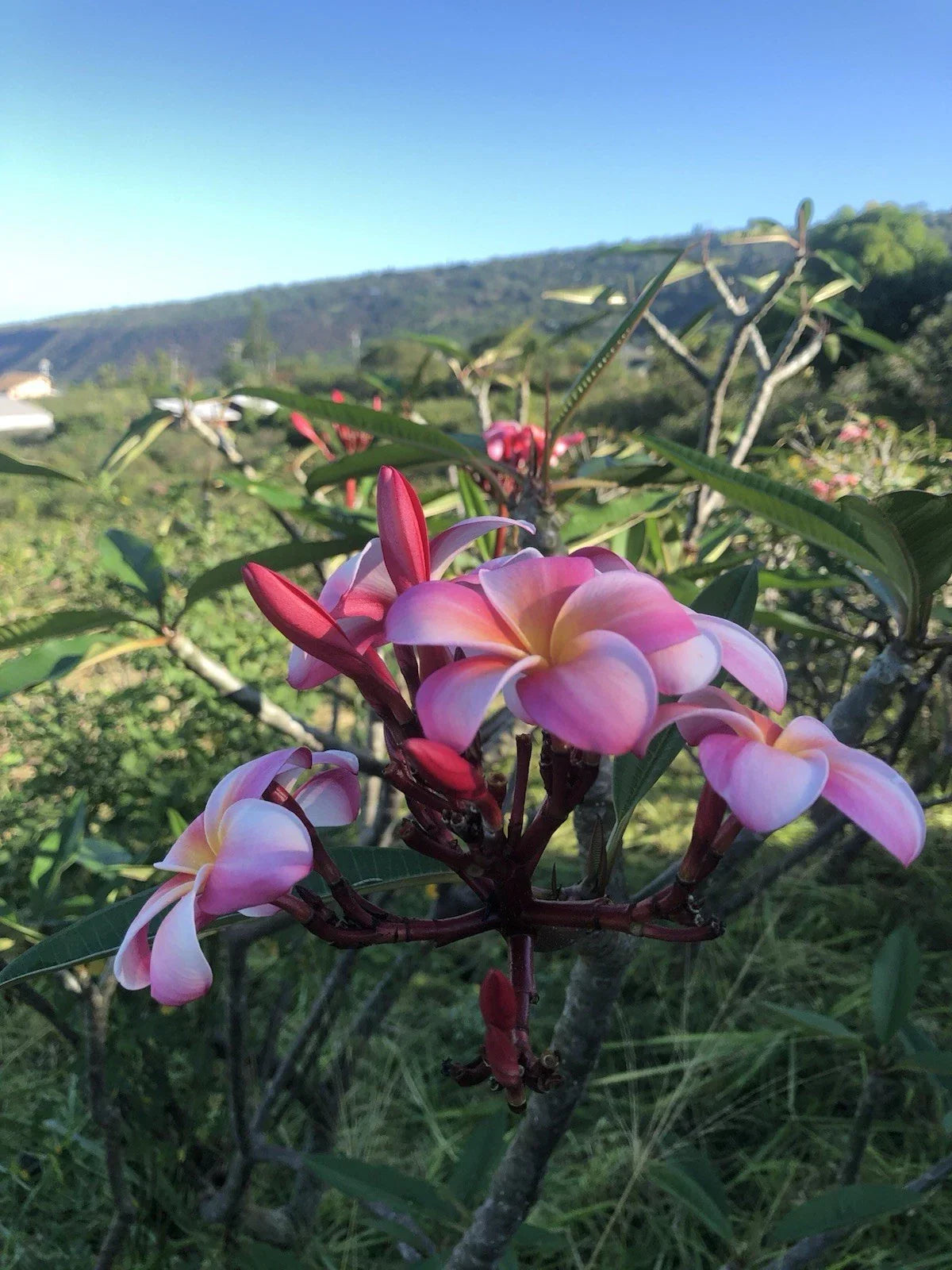 Pink Plumeria Cutting - 10-Inch Rooted Frangipani Plant - Plumeria rubra - Tropical Garden, Hawaiian Grown