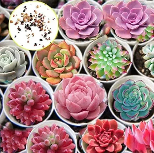 Hens and Chicks Cactus Succulent Seeds - 50 Pack - Sempervivum spp. - Easy to Grow, Drought Tolerant