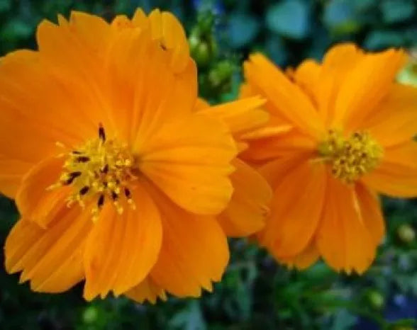 Cosmos Flower Seeds - Tall Orange Variety - 30 Fresh Seeds - Cosmos bipinnatus
