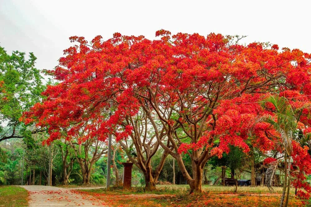 20 Seeds Delonix regia - Royal Poinciana Flame Tree with Red Flowers