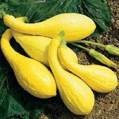 Organic Crookneck Yellow Squash Seeds - Heirloom Cucurbita pepo, Bush-Type, Full Sun, Packet of 50 Seeds