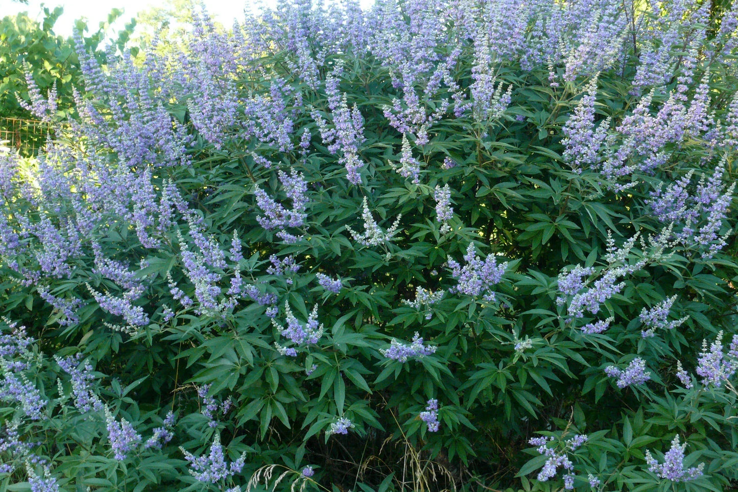 Chaste Tree Live Bare Root 20-24 Inches Vitex angus-castus 'Shoal Creek' Lavender Flowers Bee Friendly