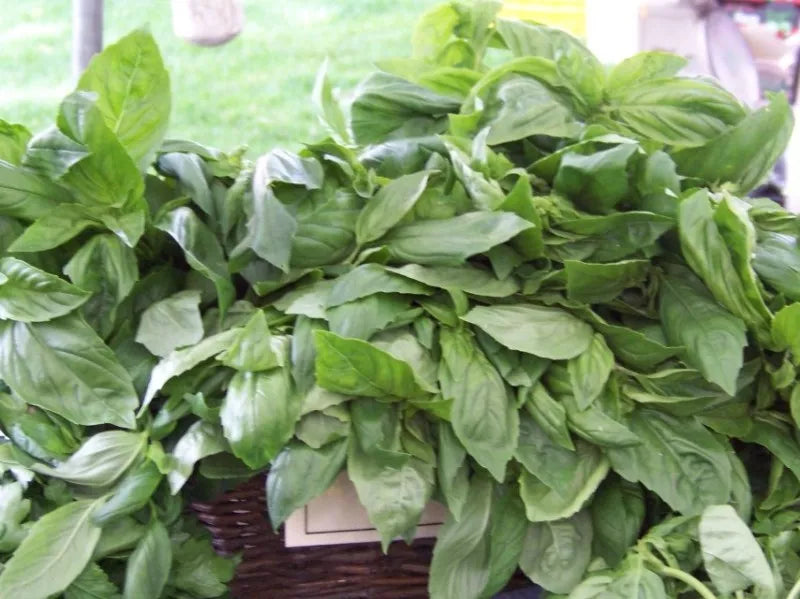 Licorice Basil Seeds - 225 Rare Scented Culinary Herb Seeds - Ocimum basilicum var. licorice - Gourmet Herb Garden Planting