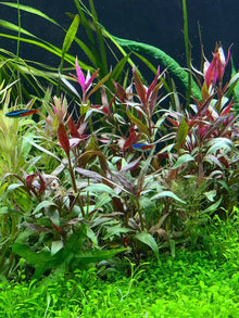 Telanthera Plant 5" Pot Roseafolia Alternanthera reineckii Easy Live Aquatic Plant