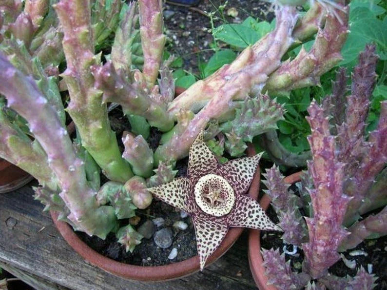 Orbea Variegata Succulent Cuttings - 4 Pack, 3-5 Inches, Variegated Green and White, Easy Care Propagation, Apocynaceae