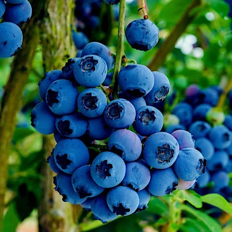 Blueberry Seeds Pack - Southern Highbush Variety - Vaccinium corymbosum - Cold Hardy Fruit Plant for Gardens
