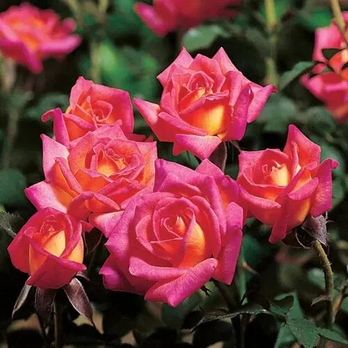 Hot Tamale Miniature Rose Cuttings - 4" Unrooted Stems Rosa 'Hot Tamale' for Propagation & Floral Arrangements