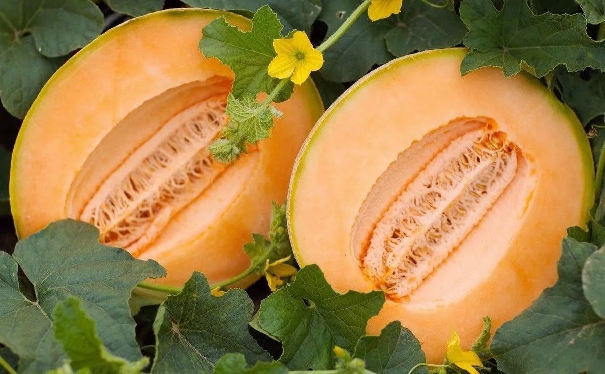 Delicious 51 Melon Seeds, Cantaloupe, NON-GMO, Cucumis melo, Fruit Seeds for Home Garden, Vining, Juicy Orange Flesh