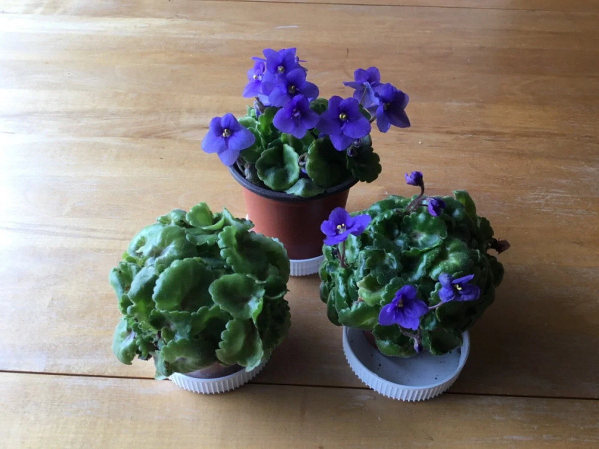 Miniature African Violet Plants in 1.5 Inch Pot, Saintpaulia, Indoor Flowering Houseplants