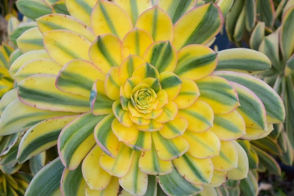 Sunburst Succulent Seeds - 40 Pack Aeonium davidbramwellii - Drought-Tolerant Garden Plant
