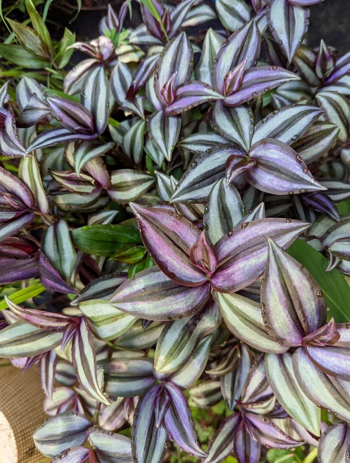 Tradescantia Zebrina Cuttings - 10 Pack Wandering Jew Houseplant Propagation - Easy Care Indoor Trailing Plant