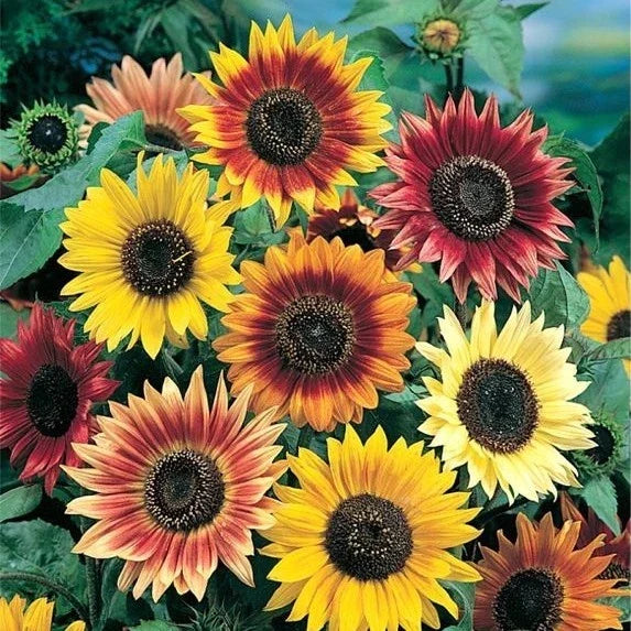 Sunflower Mix Seeds - 10 Species Variety Pack - Helianthus spp. - Vibrant Garden Flowers for Pollinators