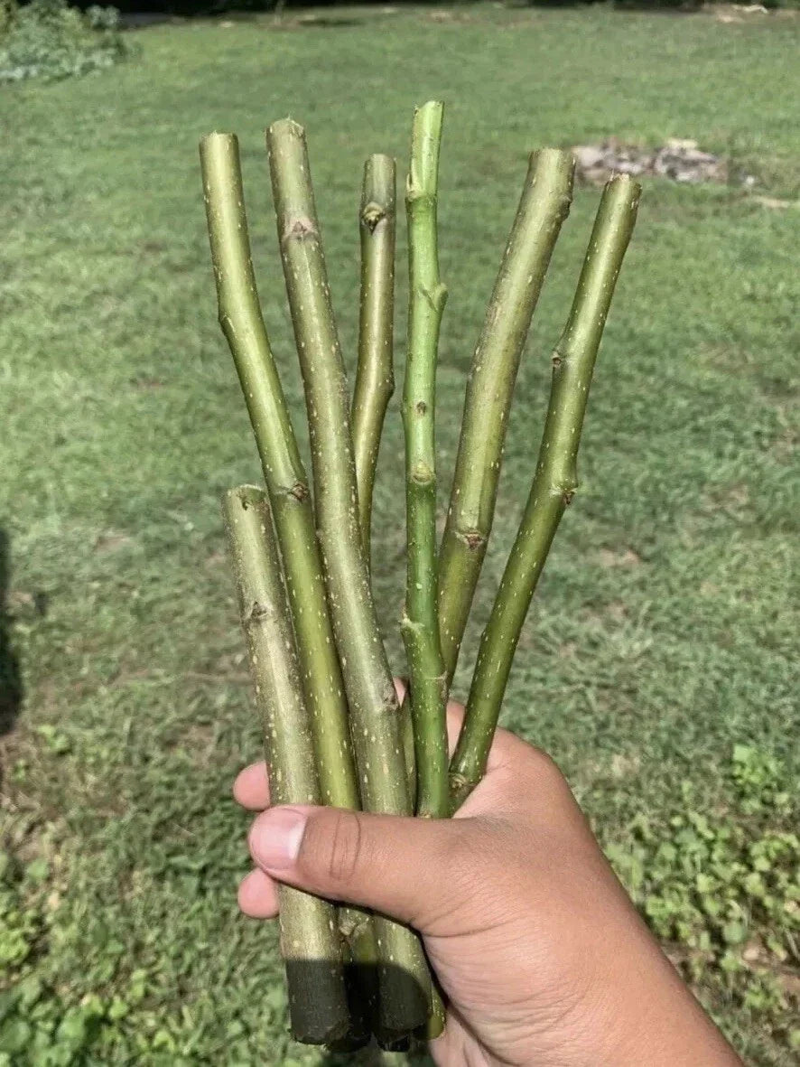 Organic Pear Tree Cuttings 10in Pyrus communis Fruit Bearing Live Propagation Material