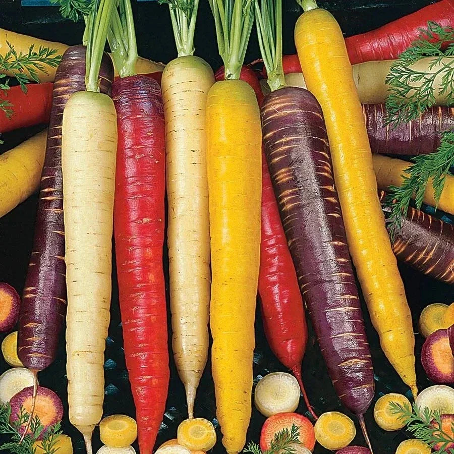Rainbow Carrot Seeds Mix - Heirloom Non-GMO Colorful Blend for Home Garden, Daucus carota, 100+ Seeds