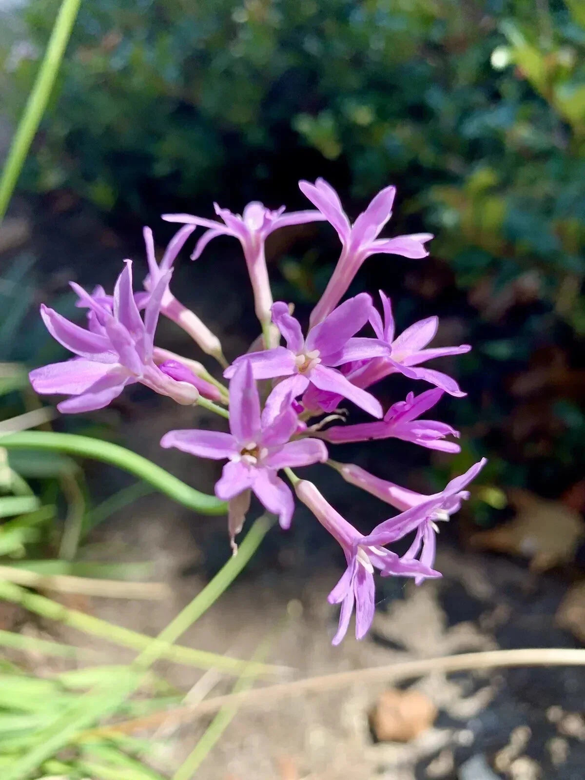 Tulbaghia Violacea Seeds - Society Garlic Pink Agapanthus Clumping Perennial for Garden, Container, Ground Cover