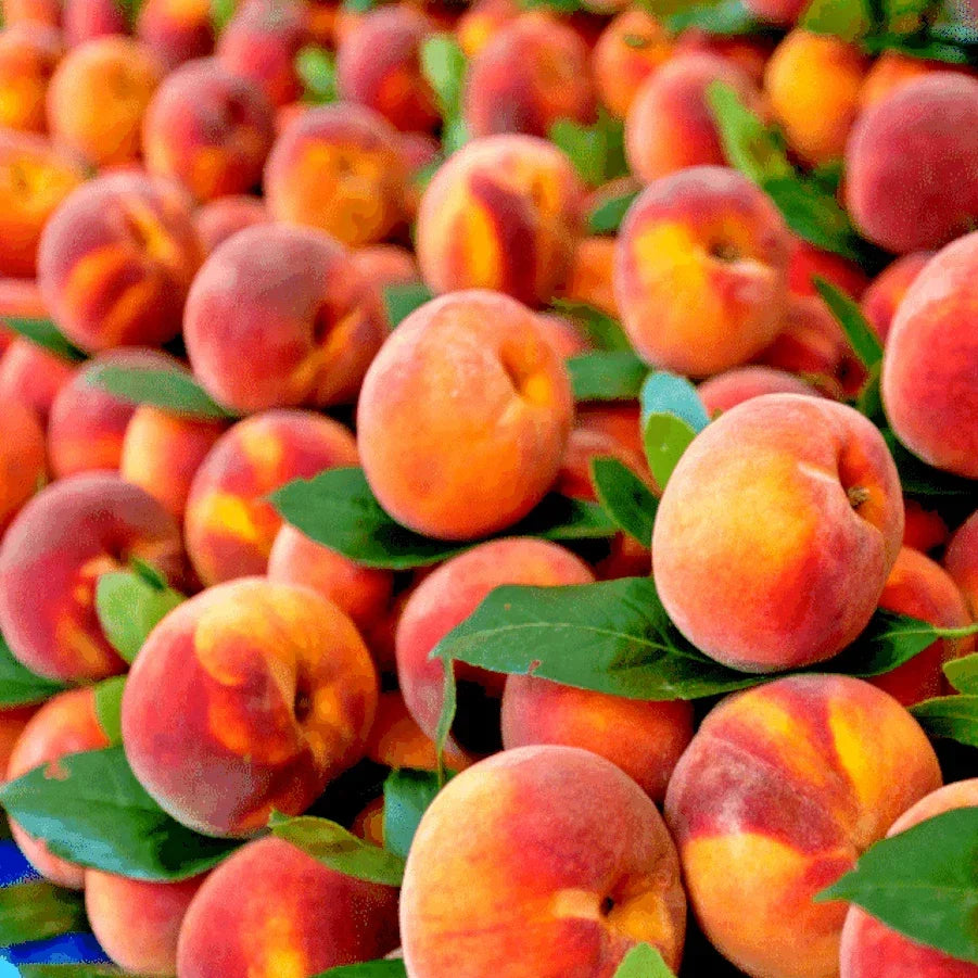 Dwarf Peach Tree Seeds Loring Prunus persica for Small Gardens & Containers, Hardy Fruit Plant