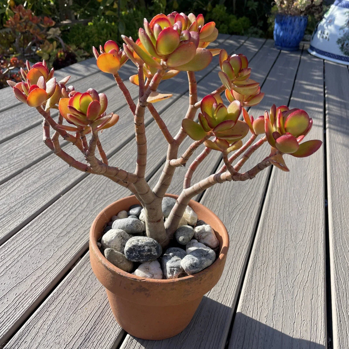 Rare Red Akai Jade Succulent Bare Rooted Bonsai Tree Crassula Ovata, Indoor Outdoor, Drought Tolerant, Compact, Unique Foliage