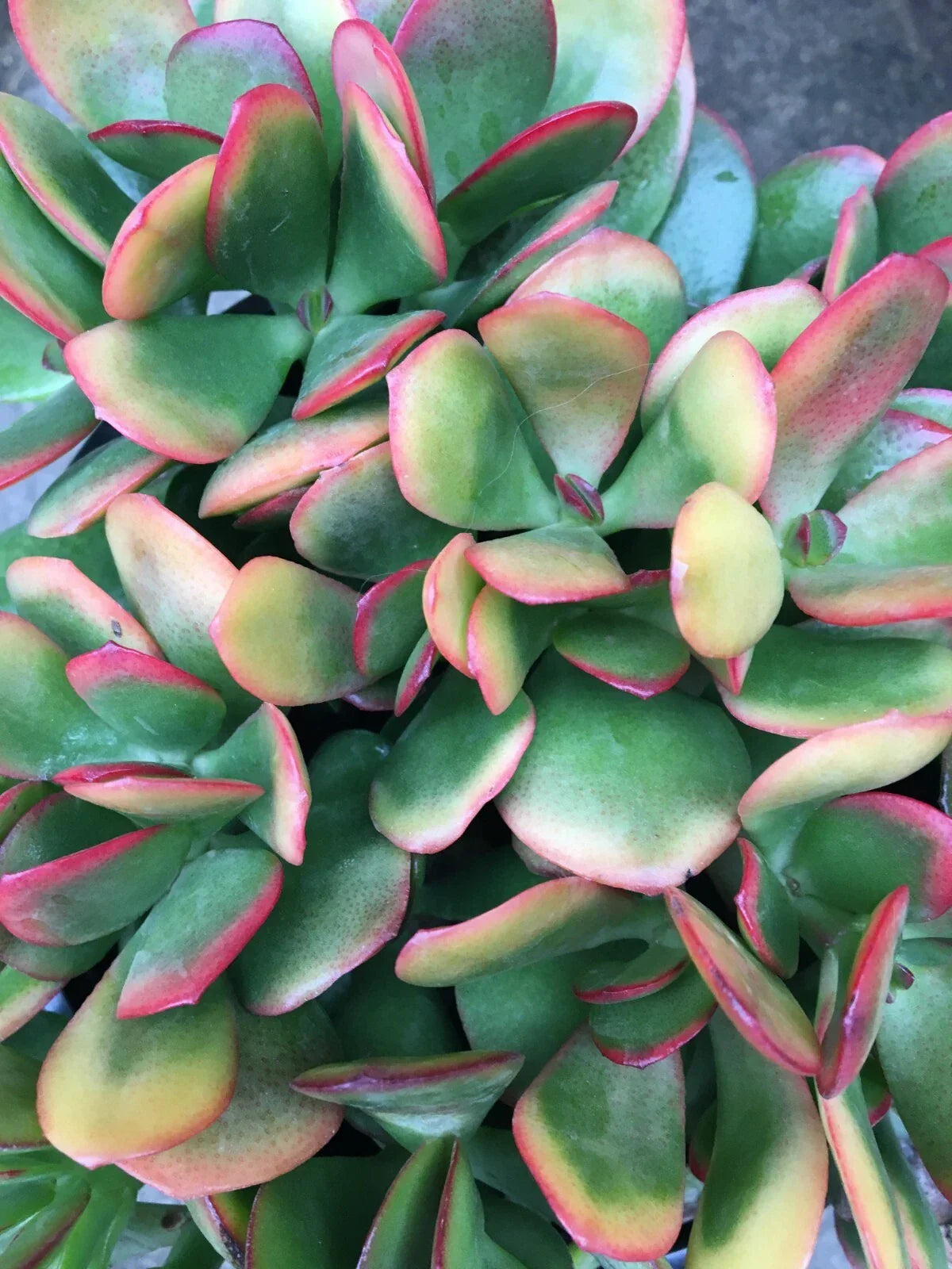 Crassula ovata 'Hummel's Sunset' Succulent Cutting - Colorful Variegated Jade Plant for Indoor & Outdoor Gardens